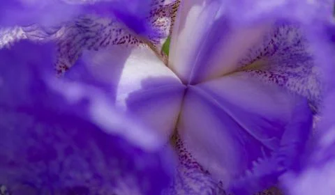 Blueiris flower inside view. Blooming blue iris close up. Foto stock