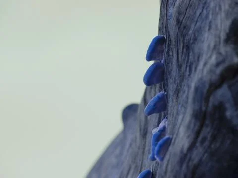Blueish termite nest presented on tree wood trunk behind natural environment  스톡 사진