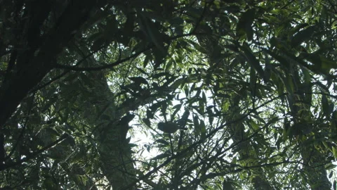 Blueit on branch above 스톡 동영상 139486669