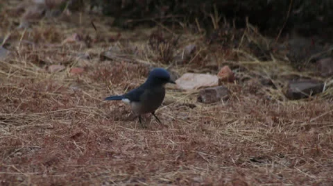 BLUEJAY 01 1080 Stock Footage 23478360