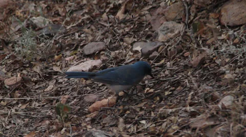 BLUEJAY 02 1080 Stock Footage 23722612