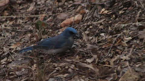 BLUEJAY 03 1080 Stock Footage 23721170