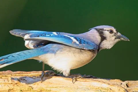 Bluejay 1 Stock Photos