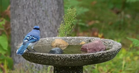Bluejay bird splashes water while taking a bath in backyard birdbath. Stock Footage 296030602