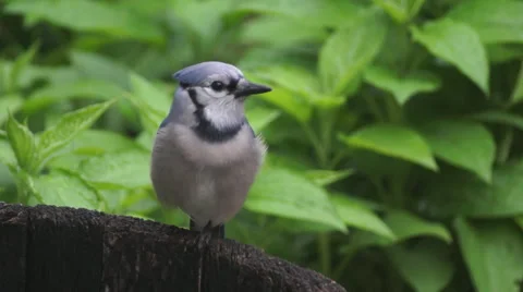 Bluejay bites at butterfly Stock Footage 49910514