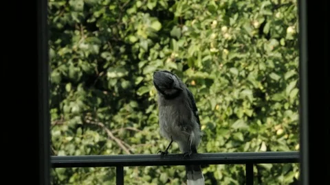Bluejay on black railing on a windy day Stock Footage 92919641