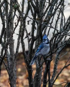 Bluejay in the bush Stock Photos