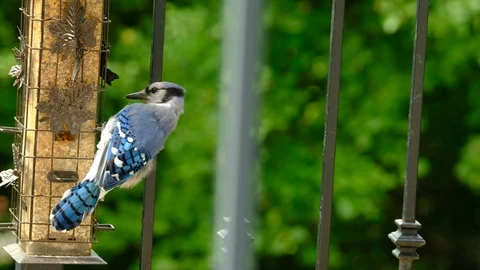 Bluejay closeup eating  at biedfeeder Stock Footage 93041612
