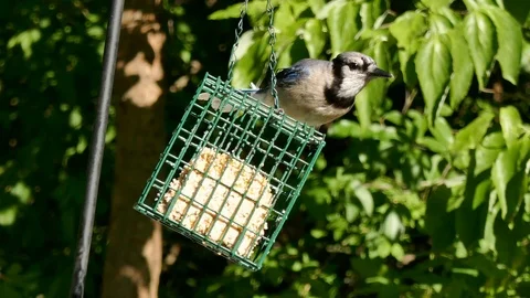 Bluejay eats suet from a backyard feeder 4K Stock Footage 93903010