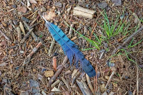 Bluejay feather on the ground Stock Photos