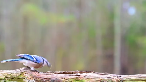 Bluejay feeding on a log Stock Footage 299805064