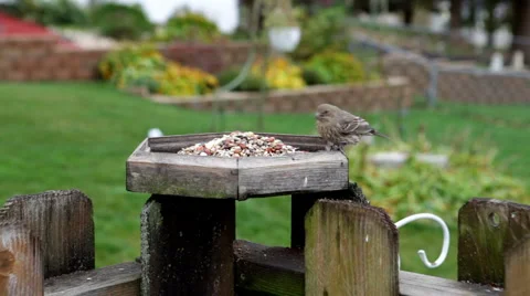 Bluejay Video stock 3981075