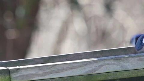 Bluejay Video stock 86670611