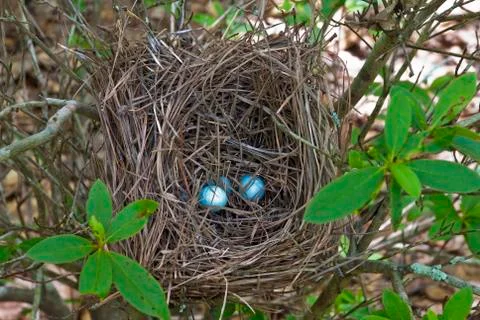 Bluejay nest Foto stock