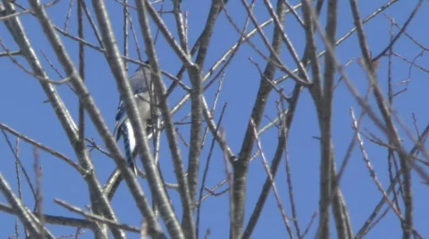 Bluejay Observes from Above Stock Footage 48585274