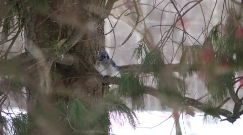 Bluejay perched during the winter Stock Footage 46090661