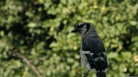 Bluejay perched on rail Stock Footage 92919723