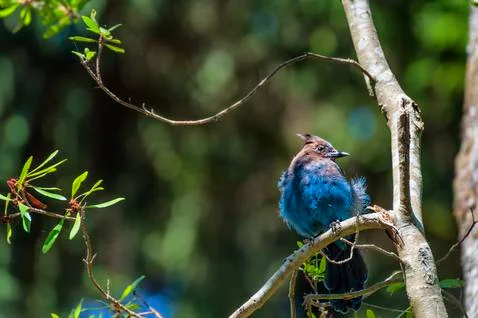 Bluejay perched on a tree branch Stock Photos