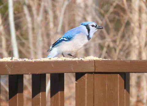 Bluejay Foto stock
