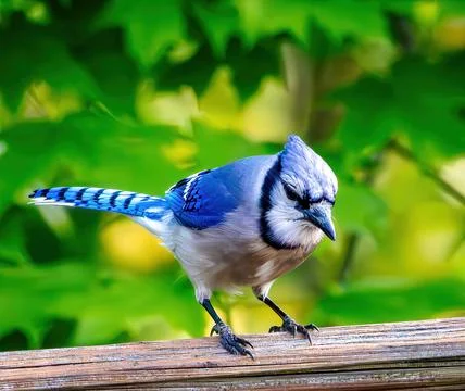 Bluejay Stock Photos