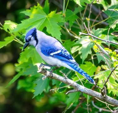 Bluejay Stock Photos
