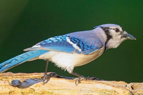 Bluejay Stock Photos