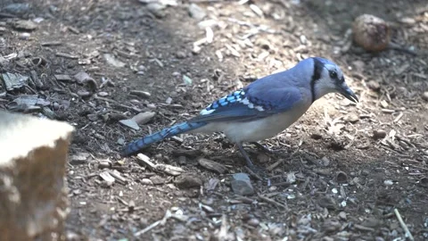 Bluejay pulling a root from the ground Stock Footage 132276750