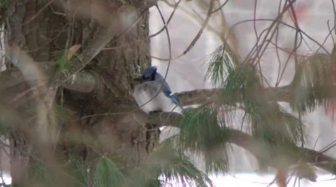Bluejay sits in the cover of branches Stock Footage 46090419