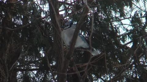 Bluejay sitting in tree Stock Footage 46090445