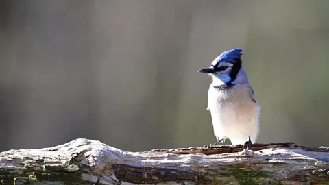 Bluejay in slow motion sitting on log Stock Footage 299718982