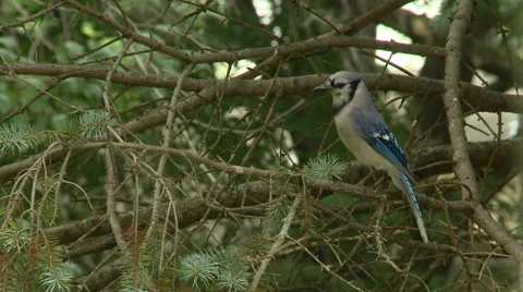 BlueJay in Spruce Tree 1 Stock Footage 52064008