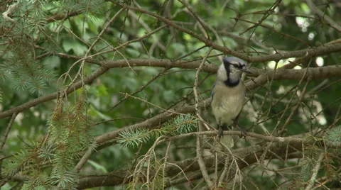BlueJay in Spruce Tree 10 Stock Footage 52184986