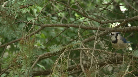 BlueJay in Spruce Tree 11 Stock Footage 52183965