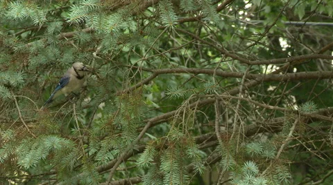 BlueJay in Spruce Tree 2 Stock Footage 52187251