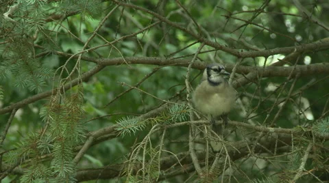 BlueJay in Spruce Tree 4 Stock Footage 51982604