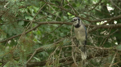BlueJay in Spruce Tree 7 Stock Footage 52186605