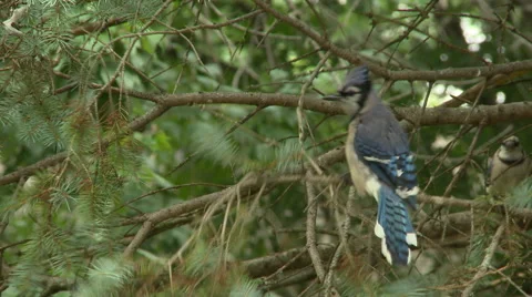 BlueJay in Spruce Tree 8 Stock Footage 52186391