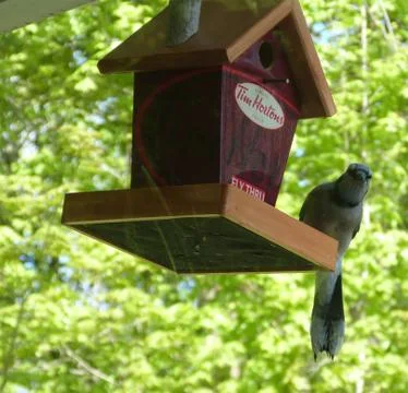 Bluejay tim hortons Foto stock