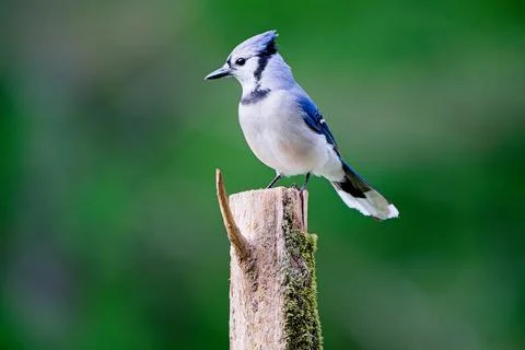Bluejay2 Stock Photos