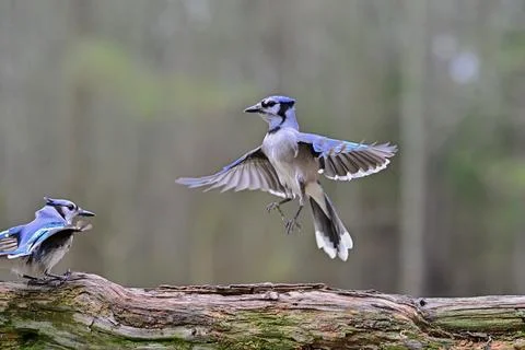 BluejayAction Stock Photos