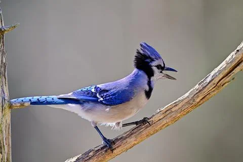 BluejayonBranch Stock Photos