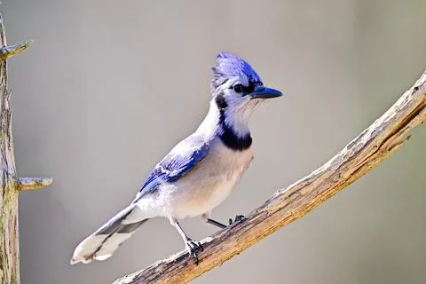 BluejayonBranch2 Stock Photos