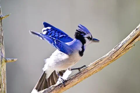 BluejayonBranch3 Stock Photos