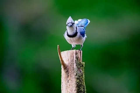 BluejayonPost Stock Photos