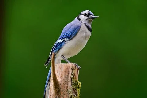 BluejayonPost Stock Photos
