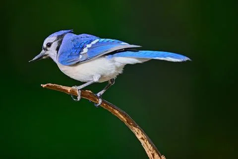 BluejayPerched Stock Photos