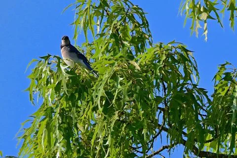 BluejayPerchedHigh Stock Photos