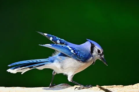 BluejayPerchedonLog Stock Photos