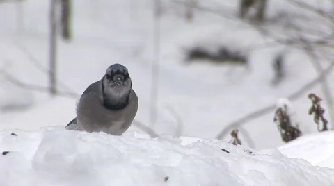 Bluejays-01 Stock Footage 845923