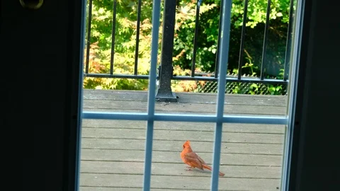 Bluejays and cardinal on deck Stock Footage 93609337